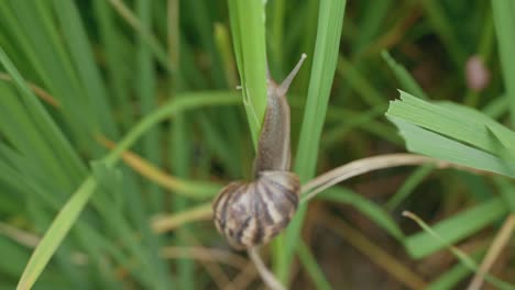 Close-up-to-Apple-snail-moving-on-rice-field