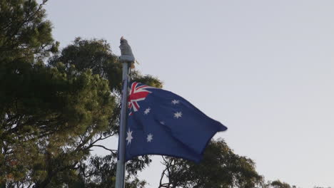 White-cockatoo-sitting-on-top-an-Australian-flagpole