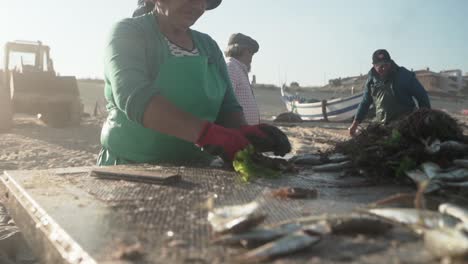 Slow-motion-shot-of-Elderly-fishmonger-managing-fresh-fish-at-Mira-Beach,-Sardines-jumping-on-table