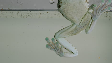 Frog-clings-to-aquarium-glass-half-in-water---close-up-on-feet