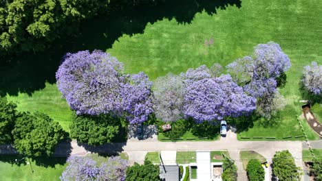 Von-Oben-Nach-Unten-Aufgenommene-Drohnenaufnahme-Von-Jacaranda-Bäumen-In-Voller-Blüte,-Violette-Blüten-Kontrastieren-Schön-Mit-Grünem-Gras