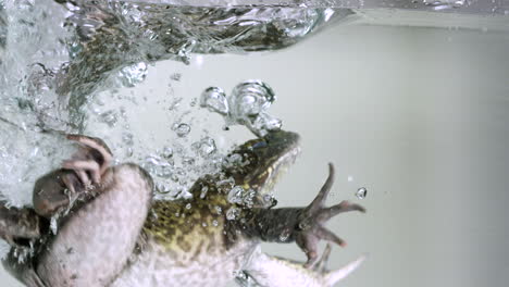 Frosch-Springt-Ins-Aquarium-Und-Schwimmt-Davon---Seitenprofil---Isoliert-Auf-Weißem-Hintergrund