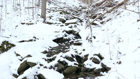 Many-fallen-trees-in-a-frozen-mountain-valley-covered-in-snow