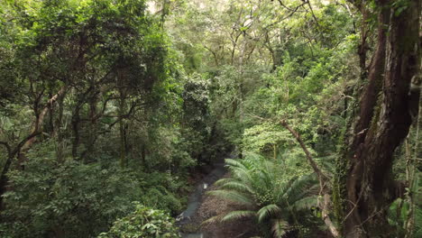 Forward-view-of-a-lush-forest-with-a-cool-water-stream