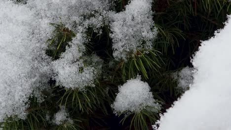 Handheld-video-of-a-pine-tree-shrub-that-is-covered-in-a-wet-heavy-snow