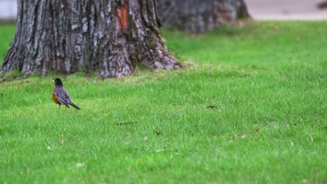 Robin-pecking-at-the-ground-and-hopping-across-a-lawn
