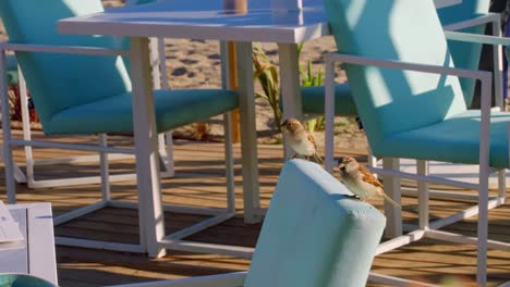 Sparrows-on-an-empty-beach-restaurant