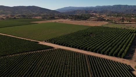 Ascending-aerial-reveal-of-a-large-vineyard-in-the-Temecula-Valley