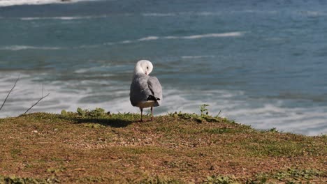 Seagull-grooms-plumage-on-grassy-hill-by-defocused-ocean-beach