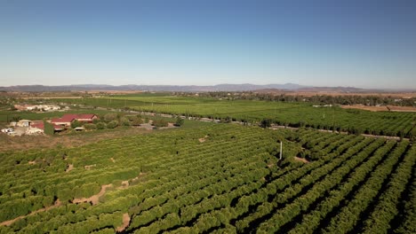 Flying-Above-Vineyards-in-Temecula,-Riverside-County,-California-USA-on-Sunny-Afternoon,-Drone-Shot