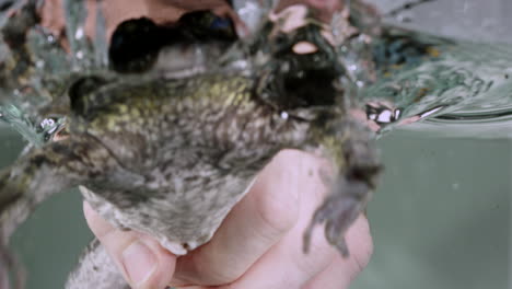 Man-picks-up-frog-from-aquarium---close-up-on-hand