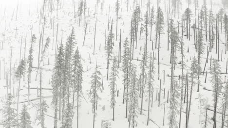Aerial-shot-over-sparse-trees-in-a-burned-forest-covered-in-snow