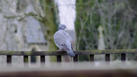 Close-up-shot-of-a-wild-gray-blue-pigeon-bird-sitting-on-a-wooden-boundary-before-flying-off-in-Thetford-cemetery-in-Thetford,-Norfolk,-UK-at-daytime