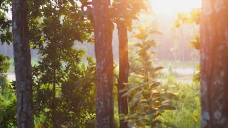 Sonnenlicht-Des-Sonnenuntergangs-Fällt-über-Die-Grünen-Pflanzen-In-Der-Natur