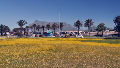Articulated-bus-drives-past-Table-Mountain-beyond-wildflower-park