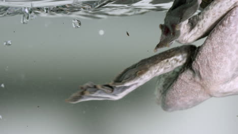 Frog-swiming-treding-water-in-aquarium---close-up-on-legs---isolated-on-white-background