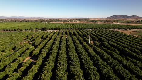 Wine-vineyards-in-Temecula,-California---scenic-aerial-sliding-flyover