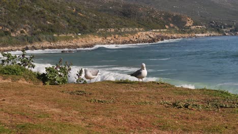 Two-seagulls-stand-on-grass-at-beach-as-breaking-surf-waves-roll-in