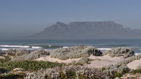 Hearty-low-shrubs-grow-on-sandy-Cape-town-beach,-Table-Mountain-beyond