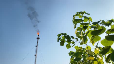 Plant-cultivation-near-burning-industry-gas-flare,-smokestack-against-clear-sky
