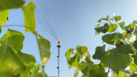 Industry-nature-concept,-burning-Gas-flare-with-lush-tree-leaves-on-foreground