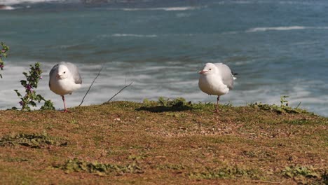 Adorable-seagulls-stand-on-one-leg-on-grass-in-front-of-ocean-beach