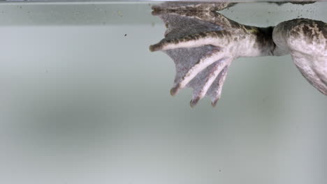 Frog-feet---close-up-in-water---floating-calmly---isolated-on-white-background