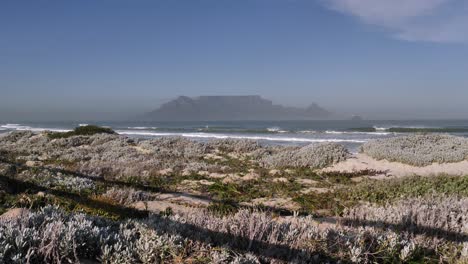 Silver-green-sand-beach-shrubs-with-view-to-Cape-town's-Table-Mountain