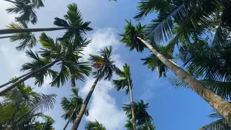 Bottom-up-shot-of-palm-trees-waving-in-slight-breeze-with-blue-sky-and-small-white-cloud