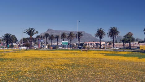 Table-Mountain-viewed-across-yellow-wildflower-park-and-street-traffic