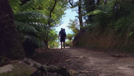 A-hiker-walking-away-from-the-camera-in-a-forest-in-New-Zealand