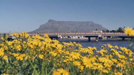 Yellow-flower-foreground,-cars-drive-over-Cape-town-bridge,-Table-Mountain