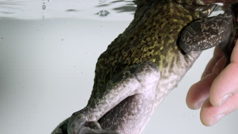 Frog-in-Aquarium-swims-towards-mans-hand---close-up