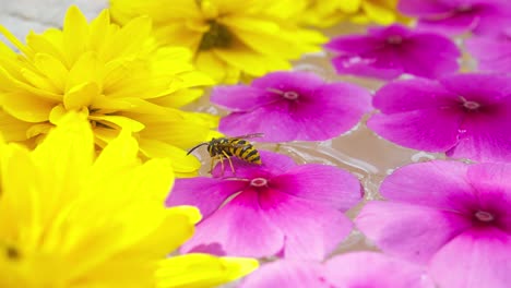 Wasp-drinks-from-flower-covered-pond