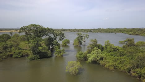 Flyover:-Shallow-flooded-swamp-wetland-in-lush-green-jungle-Yala-Park