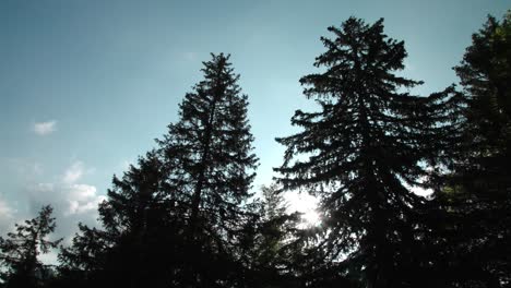 Silhouette-of-pine-tree-tops-against-blue-sky-with-shining-sun,-pan-left-view