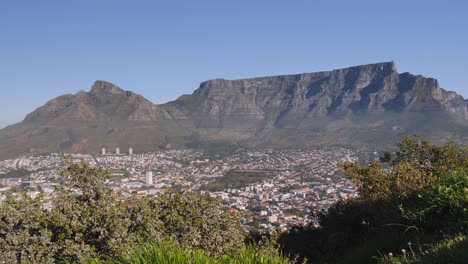 High-angle-view-of-Table-Mountain,-Cape-town-from-Signal-Hill-trees