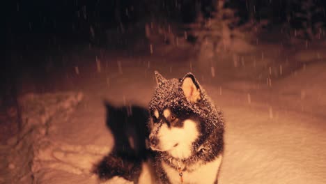 Adorable-Alaskan-Malamute-Outside-On-A-Snowy-Winter-Evening