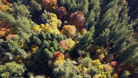 Luftaufnahme-Des-Borealen-Waldes-Mit-Goldenem-Und-Rotem-Herbstlaub