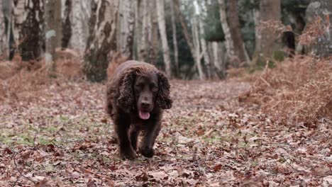 Cocker-Spaniel-in-the-forest-clip-3