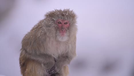 Mono-Macaco-Rhesus-Un-Mono-Salvaje-En-La-Nieve-Caída