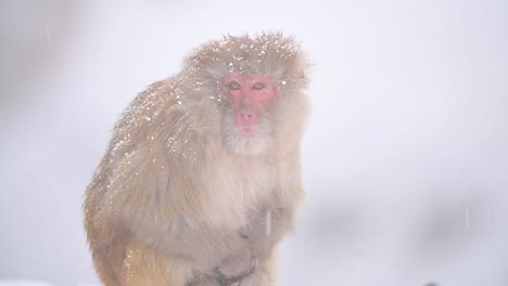 Retrato-De-Mono-Macaco-Rhesus-Un-Mono-Salvaje-En-Caída-De-Nieve