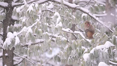 Rhesus-macaque-monkey--in-Snow-Fall