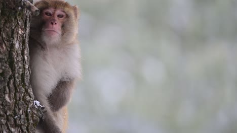 Mono-Macaco-Rhesus-Detrás-Del-árbol
