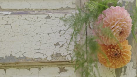 Zwei-Pompom-Dahlienblüten-Und-Ein-Stück-Vintage-Holz