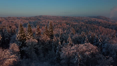 Flug-über-Einen-Wunderschönen-Winterwald-Im-Licht-Des-Sonnenaufgangs