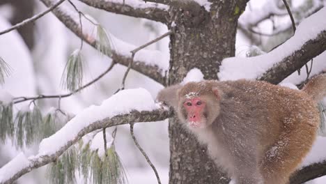 Mono-Macaco-Rhesus-En-Caída-De-Nieve