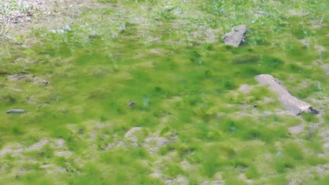 Clear-shallow-water-flows-gently-over-bright-green-plants,-algae
