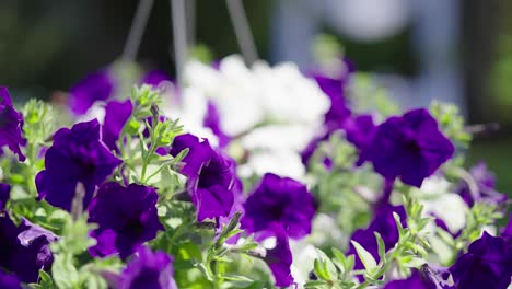 Weiße-Und-Violette-Petunienblüten,-Die-Sich-Im-Wind-Bewegen