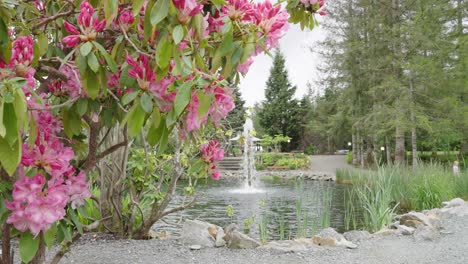 Rosa-Azaleenblüten-Und-Ein-Brunnen-In-Zeitlupe